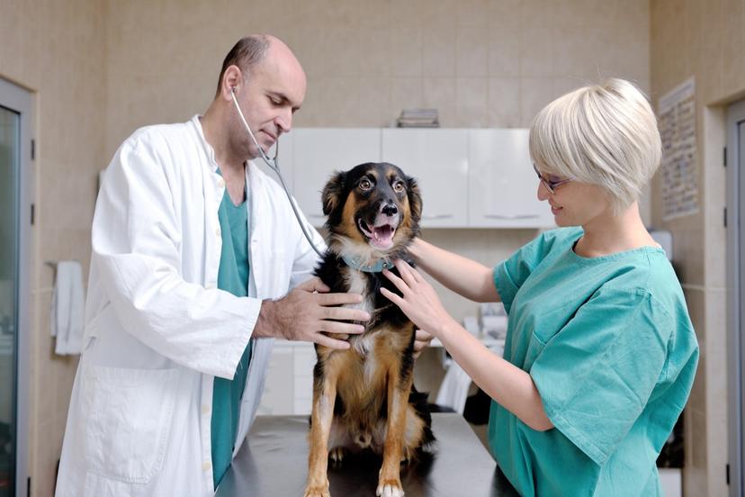 Veterinary Medicine and Animal Care